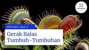 Rajah menunjukkan satu penyiasatan tentang gerak balas tumbuhan terhadap rangsangan. Sains Upsr Tahun 4 Gerak Balas Tumbuh Tumbuhan Cikgu Syamim Youtube