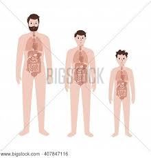 Terms in this set (68). Internal Organs Body Vector Photo Free Trial Bigstock