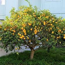 They can either be grown as houseplants throughout. Amazon Com 5 Fresh Cuttings Dwarf Meyer Lemon Tree Live Plant Garden Outdoor