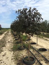 Shop flowers at proflowers and send flowers cheap with the best value and freshness. Ninebark Diabolo Latham S Nursery Ninebark Tree Front Yard Landscaping Garden Trees