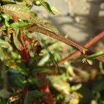 Image result for Ludwigia erecta