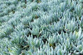 Image result for Senecio hochstetteri