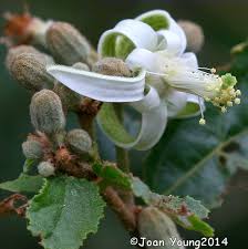 Image result for Grewia sulcata