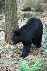 On the street of science center road and street number is 23. Two Pumas In A Very Natural Exhibit Picture Of Squam Lakes Natural Science Center Holderness Tripadvisor