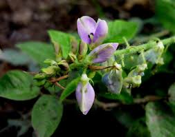 Pin En Plantes Medicinales