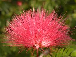 Image result for Calliandra haematocephala
