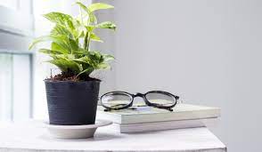 Vastu Tips For Placing Money Plant At Home Housing News