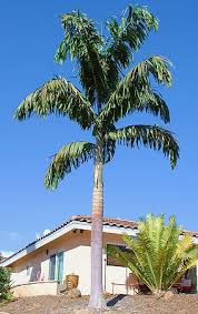 Image result for Wodyetia