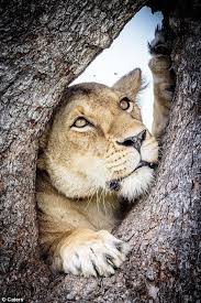 Beautiful Lioness Hayvanlar Kedi Hayvanlar Alemi