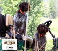As wirehaired pointing griffons mature into adulthood, be sure to keep clear who the pack leader is. Wirehaired Pointing Griffon Puppies 9 Weeks Old Only Three Left Price 800 00 For Sale In Mancelona Michigan Best Pets Online