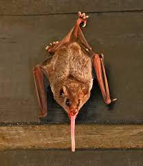 Federal offense to trap or handle wildlife without a permit or license. Pallas S Long Tongued Bat Wikipedia