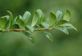 Convexa japanese holly is a handsome evergreen shrub in the aquifoliaceae family. Ilex Crenata Convexa Landscape Plants Oregon State University