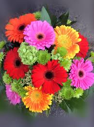 Free shipping on orders over $25 shipped by amazon. Glorious Gerbera Daisies Queen Bee Flowers Vancouver Flower Shop Delivery Service