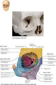 Part 1 The Axial Skeleton 7 1 The Skull Consists Of 8 Cranial Bones And 14 Facial Bones Skeletal System Anatomy Medical Anatomy Anatomy Class