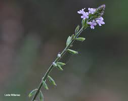 Image result for Priva flabelliformis