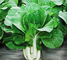 Gambar ini ialah gambar sayur sawi. Cara Menanam Sawi Putih Dalam Pot Atau Polybag Bibitbunga Com