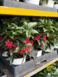 Image result for Ardisia buesgenii