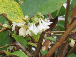Check spelling or type a new query. Wednesday Weed Winter Honeysuckle Bug Woman Adventures In London