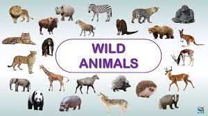 Animals name in hindi english. Wild Animal Names In English And Hindi Shivenglish Education