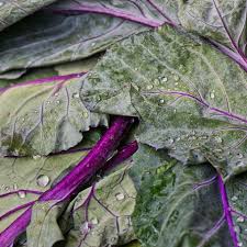 At its most basic, cooking refers the ways in which food is transformed by applying heat. Hd Wallpaper Kohlrabi Leaves Structure Vegetables Food Healthy Cook Wallpaper Flare
