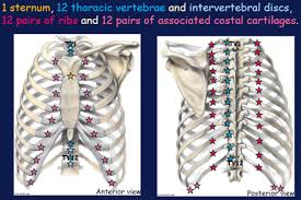 Some have everyday names like the palm of the hand, the sole of the foot, and the nape of the neck. 3 1 01 Thorax Thoracic Cage Wall Boundaries Breast And Surface Anatomy Flashcards Quizlet