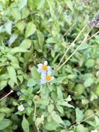 Image result for Bidens oligoflora