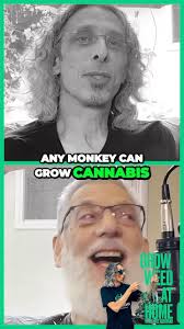 Homegrown Cannabis Co‎