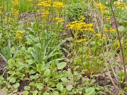 Image result for Asclepias aurea