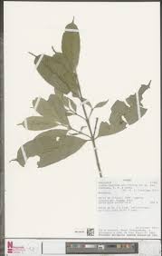 Image result for Craterispermum