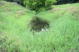 Image result for Polystachya melanantha