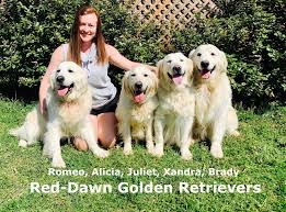 Aug 04, 2021 · golden retriever puppies are born in litters of 5 to 10, and in a variety of coat colors and lengths. Golden Retriever Breeder In Dallas Texas Red Dawn Golden Retrievers