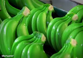 Ecuador is one of the world's top banana producers, ranked 5th with an annual production of 8 million tonnes (6% of world production) as of 2011. Banana Cavendish Class 1 Ecuador Conventional Grower Ecuasabor Libertyprim