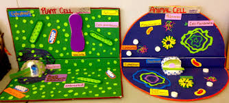 3d Plant Animal Cell Project Deborah Gangi Hall 5th Grade Mckinley School K 8 Pasadena Ca Cells Project Animal Cell Project Plant Cell Project