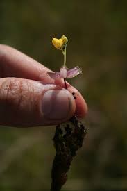 Image result for Utricularia stellaris