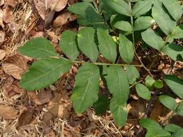 Image result for Harrisonia