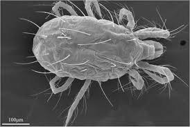 Image result for Tetranychidae grapevine