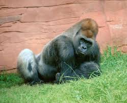 Image result for Ozoroa homblei