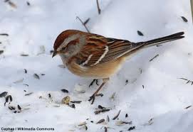 Meme Quand Il Fait Froid Les Passereaux Eviteraient De Manger En Plein Soleil Ornithomedia Com Passereaux Oiseaux Des Jardins Oiseaux