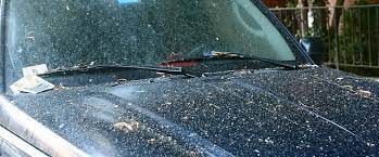 You can use vegetable oil to remove tree saps. The Best Way To Remove Tree Sap From Your Car Auto World