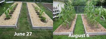 Whether you're growing corn for late summer barbecues or autumn. Growing Backyard Sweet Corn