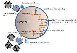 Protease inhibitors are valuable and useful reagents for researchers who want to inhibit general degradation of proteins in tissue or cell extracts by endogenous proteases. Molecules Free Full Text Natural Bioactive Compounds From Fungi As Potential Candidates For Protease Inhibitors And Immunomodulators To Apply For Coronaviruses Html