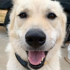 Hi I'm Lady, and I like to eat bees… It's been 24 hours since my last bee  snack! Followed by peanut butter and some Benadryl!