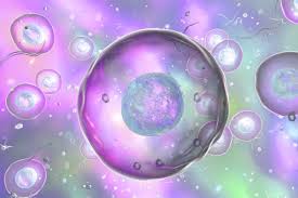 A system of flattened membranes called cisternae (mainpoint: A Labeled Diagram Of The Animal Cell And Its Organelles Biology Wise