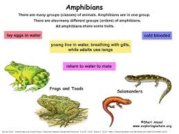 6 L 4b 1 Common Characteristics Of Vertebrates Invertebrates