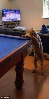 Dog Helps Out Its Owner By Knocking Snooker Ball Into The Nearest Pocket With Its Paw Daily Mail Online