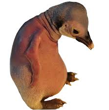 People believe the baby bird is. Hairless Baby Penguin Cutouts