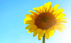 Normally sunshine means the light and heat that come from the sunshine quotes can help you to improve your negative mindset into positive thoughts. 40 Sun Quotes And Sunshine Quotes Resilient