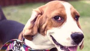 What Is Cherry Eye In Dogs Cherry Eye In Dogs Dogs Dog Cat