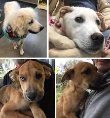 This quiet, happy place showcases cats. Adopt Dog