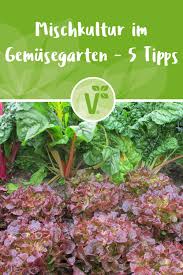 Mischkultur Im Gemusebeet Anlegen Plant Happy In 2020 Mischkultur Rote Beete Pflanzen Kapuzinerkresse Pflanzen